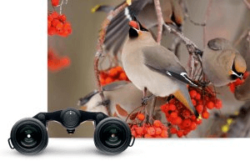 best binoculars for bird watching